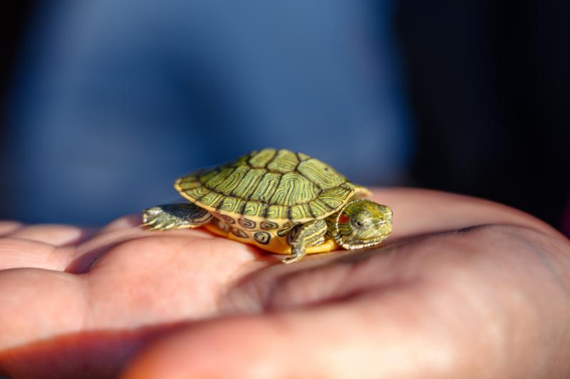 Аниматоры Саратов